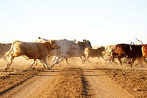 cattle running across dusty road