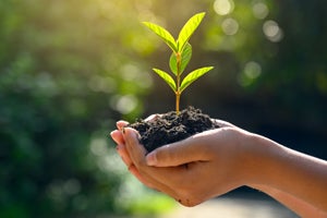 person holding a seedling