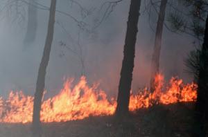 WildfireCL-FPO.jpg