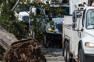 White utility trucks next to a tree that had fallen down