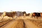 cattle running across dusty road