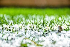 close up of hail on grass